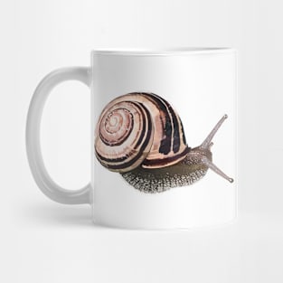 White-Lipped Snail / Cepaea hortensi Mug